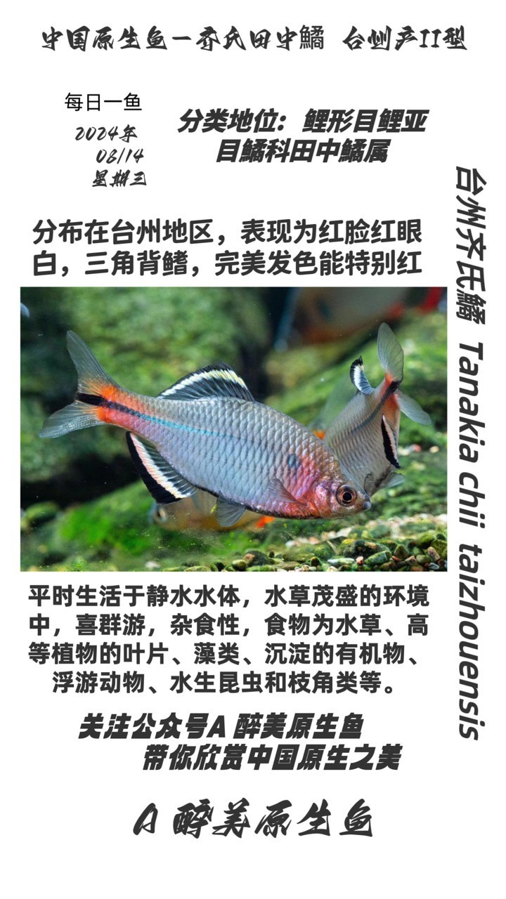 臺(tái)州齊氏鱊 紅臉