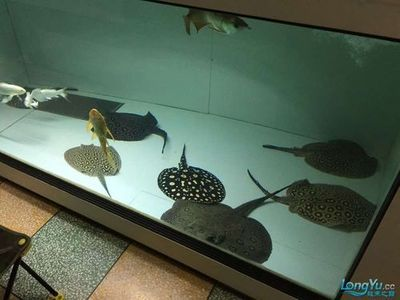 魟魚飼養環境要求：飼養魟魚的環境要求