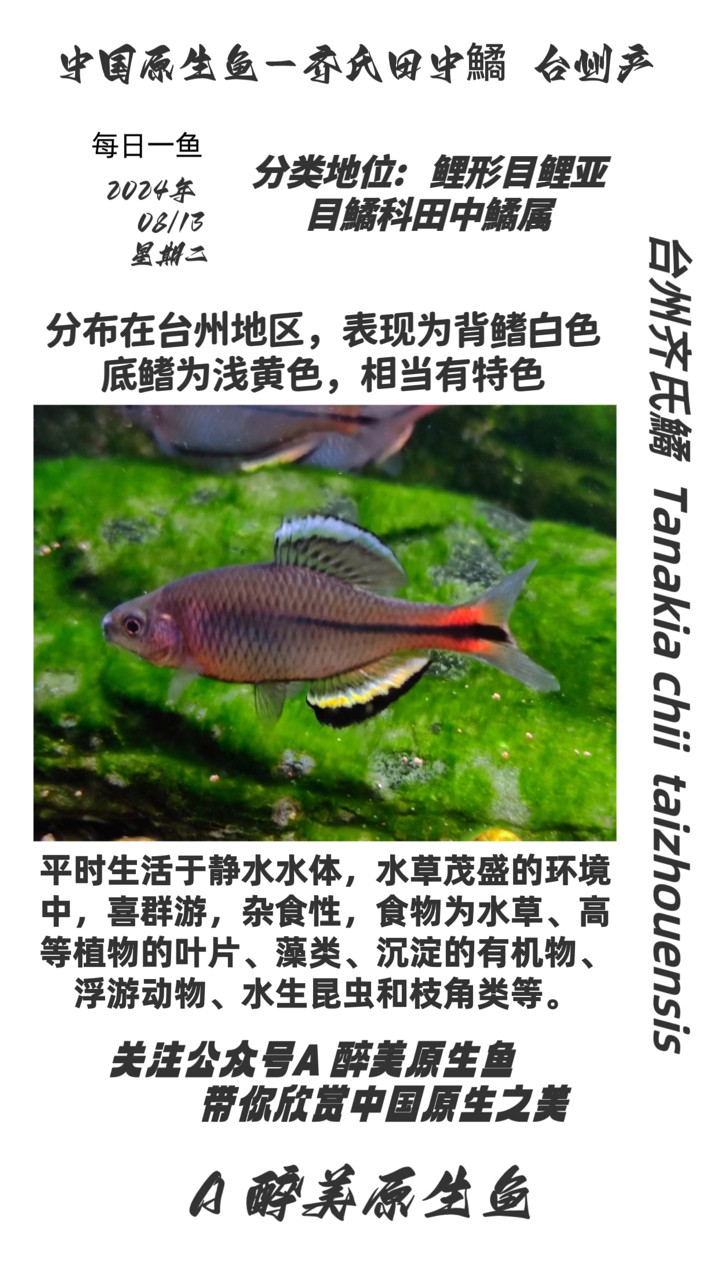 臺州齊氏鱊 臺州齊氏鱊 龍魚論壇