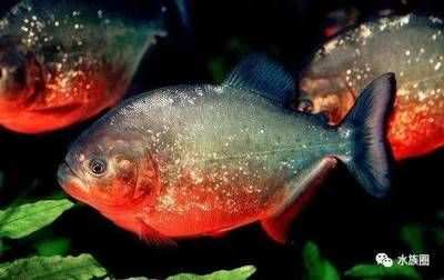 魟魚的尾刺有毒嗎：魟魚的尾刺有毒嗎，