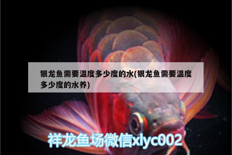 銀龍魚需要溫度多少度的水(銀龍魚需要溫度多少度的水養)