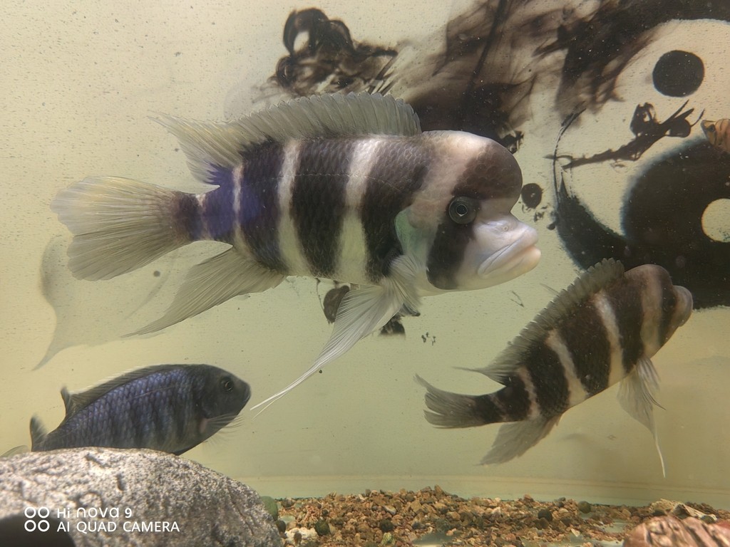 青龍魚飼養過程中需要注意的環境因素，青龍魚需要一個適合它們生活的空間，養殖青龍魚需要注意什么？