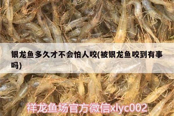龍魚咬到要打疫苗嗎vs祥龍魚場(chǎng)：龍魚咬人后需要打疫苗嗎祥龍魚場(chǎng)的評(píng)價(jià)如何觀賞魚疫苗接種指南