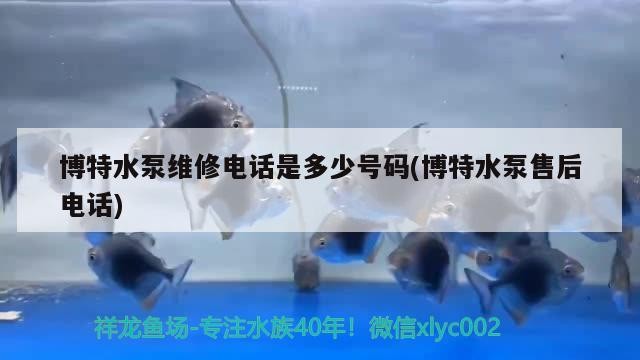 博特水泵維修電話是多少號(hào)碼(博特水泵售后電話)