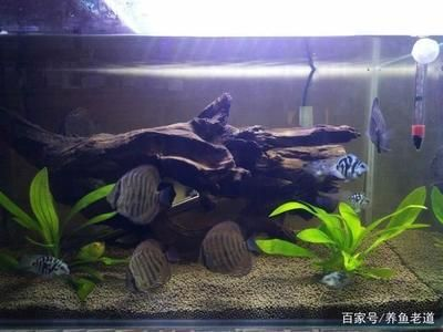 白條魚在魚缸怎么養活：如何在魚缸中養活白條魚