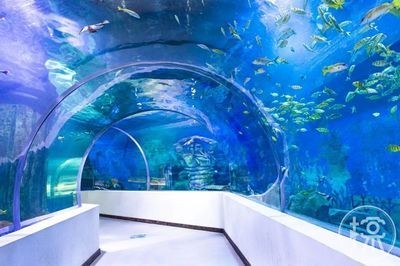 滄州水族館vs祥龍魚場（滄州地區的水族館和祥龍魚場對比分析）