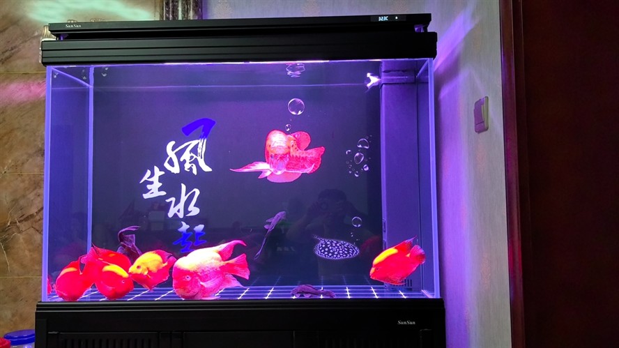 新添加的鸚鵡魚