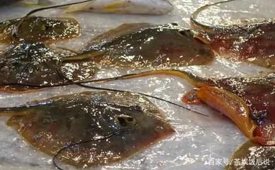 魟魚為什么不飛魚的原因：魟魚為什么不適合像飛魚那樣在空中飛翔以下幾個主要原因