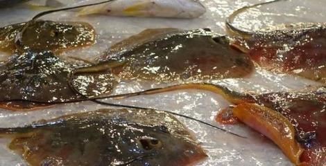 魟魚為什么不飛魚的原因：魟魚為什么不適合像飛魚那樣在空中飛翔以下幾個主要原因