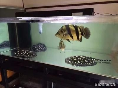 去泰國(guó)買虎魚便宜嗎現(xiàn)在還能買嗎：去泰國(guó)買虎魚便宜嗎