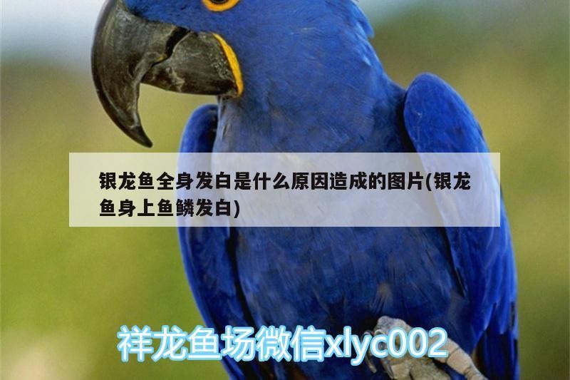 銀龍魚全身發白是什么原因造成的圖片(銀龍魚身上魚鱗發白)