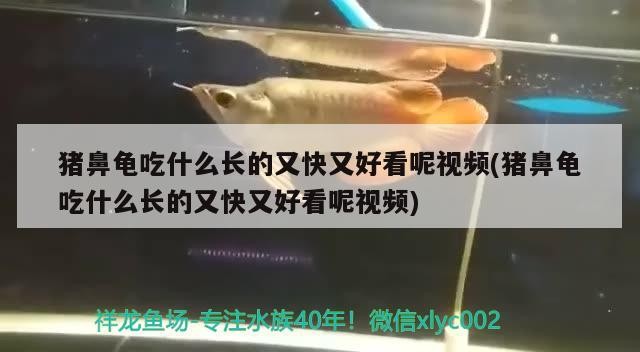豬鼻龜吃什么長(zhǎng)的又快又好看呢視頻(豬鼻龜吃什么長(zhǎng)的又快又好看呢視頻)
