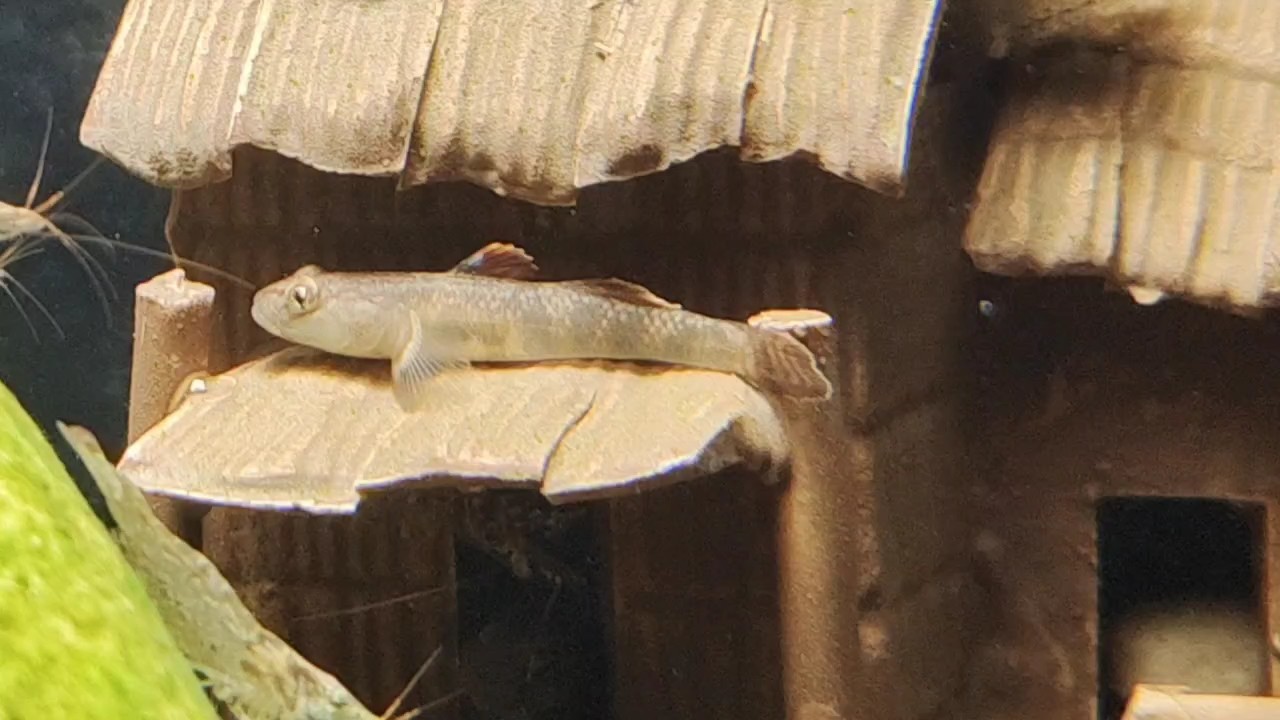 蝦虎和