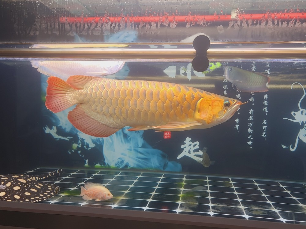 恢復開燈將近一個月