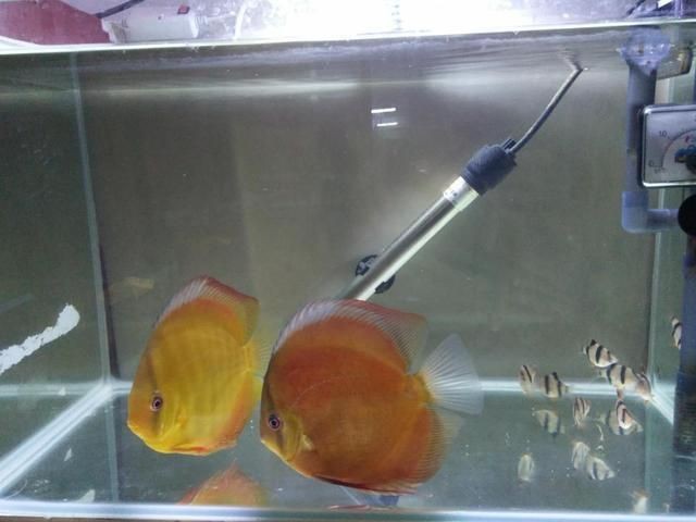 魟魚適宜的水溫和水質管理：養殖魟魚的注意事項