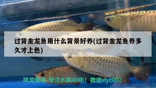 過背金龍魚用什么背景好養(過背金龍魚養多久才上色)