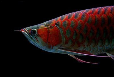 紅龍魚兜嘴怎么治療：紅龍魚兜嘴手術(shù)治療的風(fēng)險(xiǎn)評(píng)估