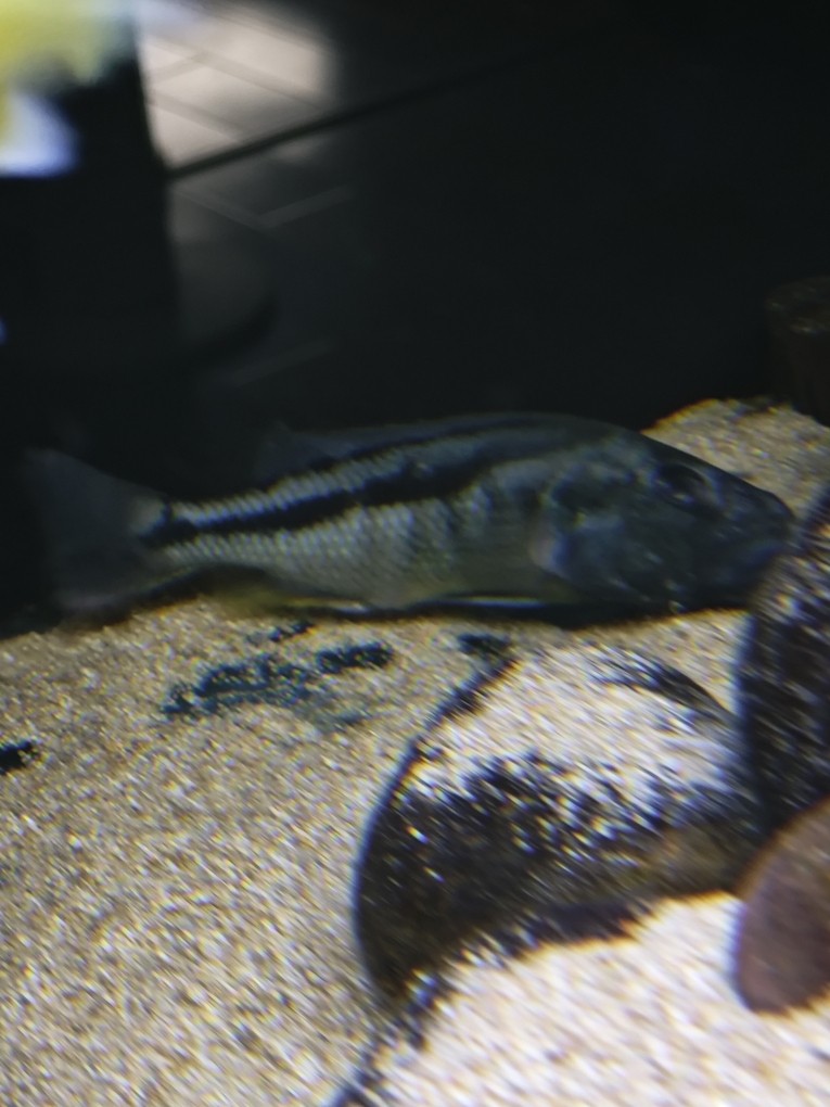 又掛了一個