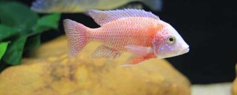 愛馬魚缸怎么樣養：養愛馬魚缸的一些建議