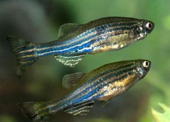 愛馬魚缸怎么樣養：養愛馬魚缸的一些建議