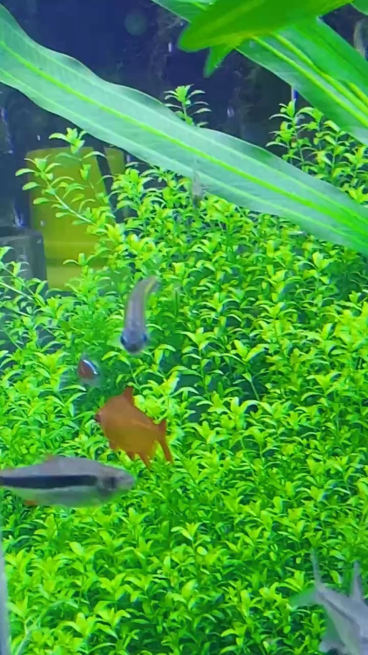 小魚兒
