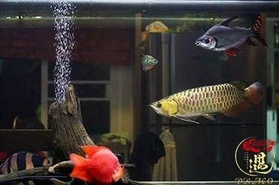 銀龍魚 魚缸尺寸：銀龍魚魚缸尺寸