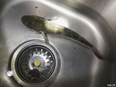 虎魚和黑魚哪個厲害：虎魚和黑魚哪個厲害？