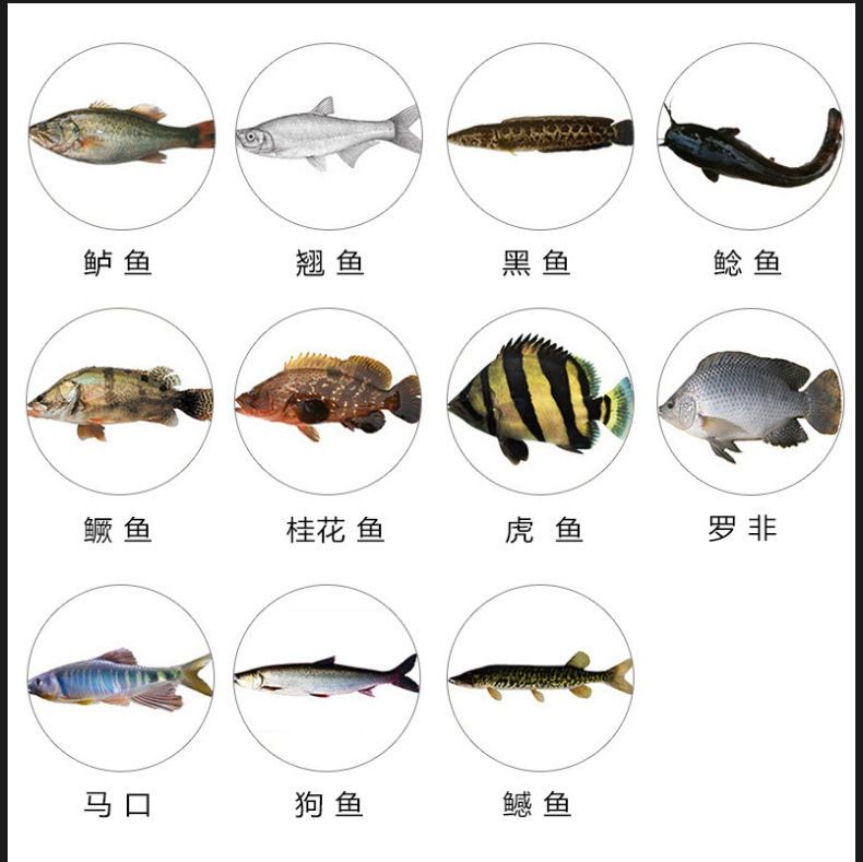 虎魚和黑魚哪個厲害：虎魚和黑魚哪個厲害？