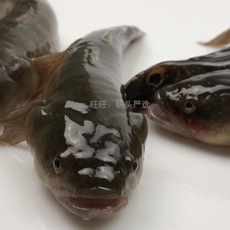 虎魚和黑魚哪個厲害：虎魚和黑魚哪個厲害？