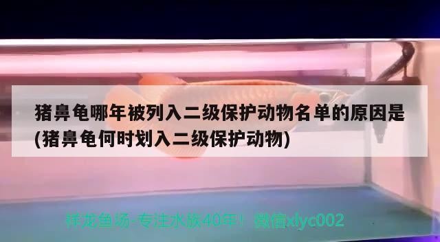 豬鼻龜哪年被列入二級保護動物名單的原因是(豬鼻龜何時劃入二級保護動物)