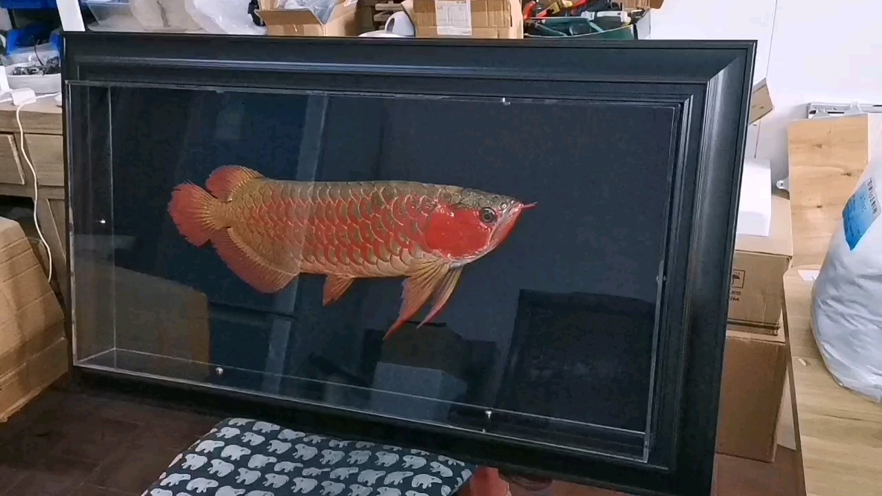 紅 龍魚標本 欣賞