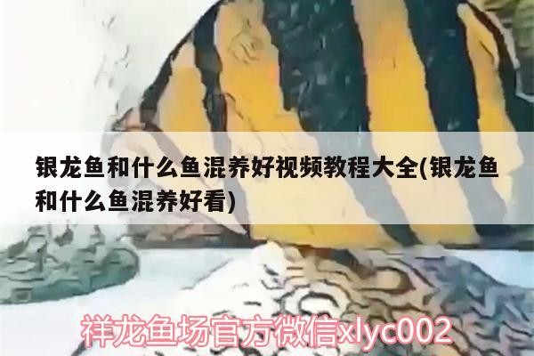 銀龍魚和什么魚混養好視頻教程大全(銀龍魚和什么魚混養好看)