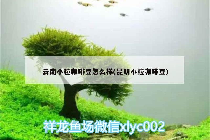 云南小粒咖啡豆怎么樣(昆明小粒咖啡豆)