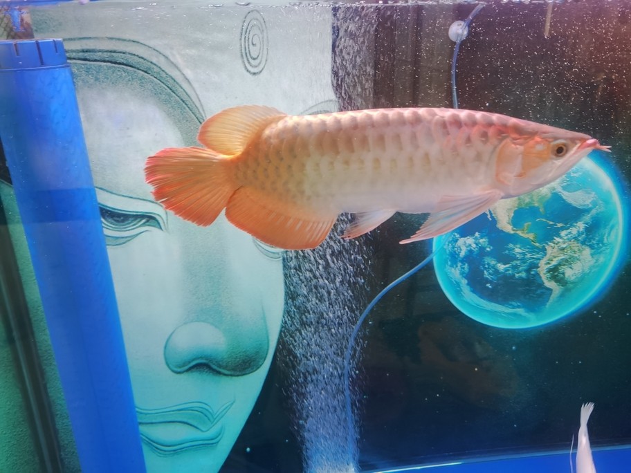 有濰坊收紅龍魚的嗎？