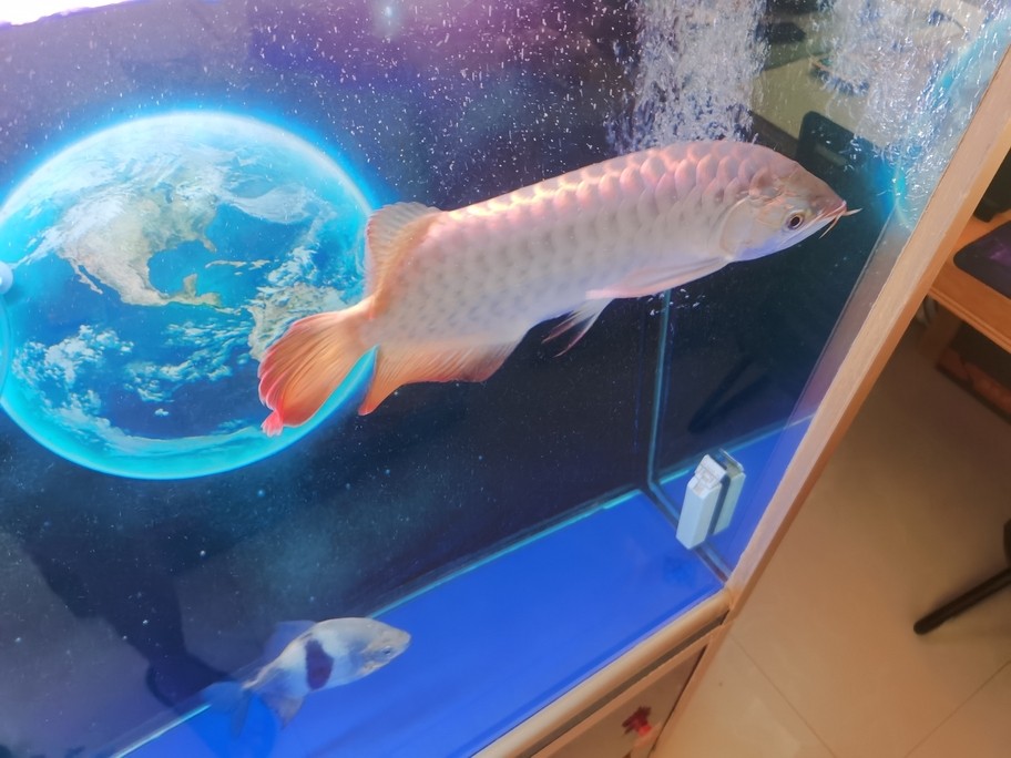 有濰坊收紅龍魚的嗎？