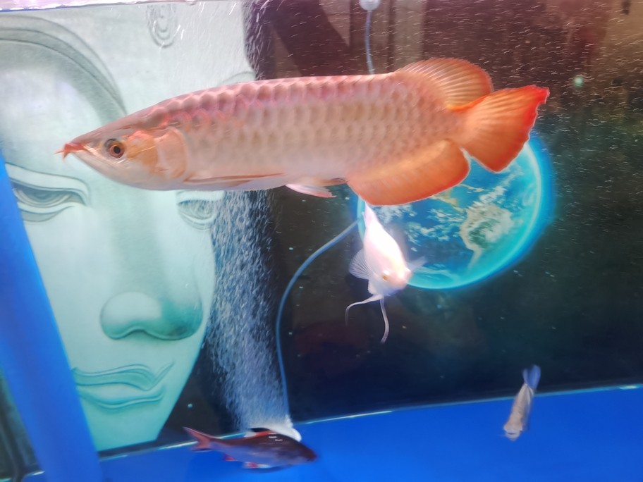有濰坊收紅龍魚的嗎？