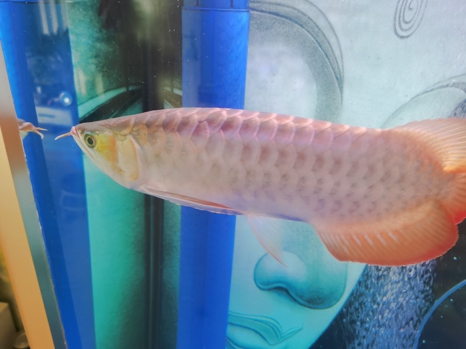 有濰坊收紅龍魚的嗎？