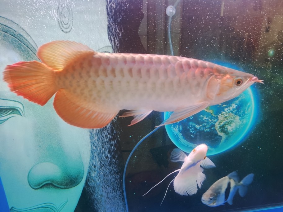 有濰坊收紅龍魚的嗎？