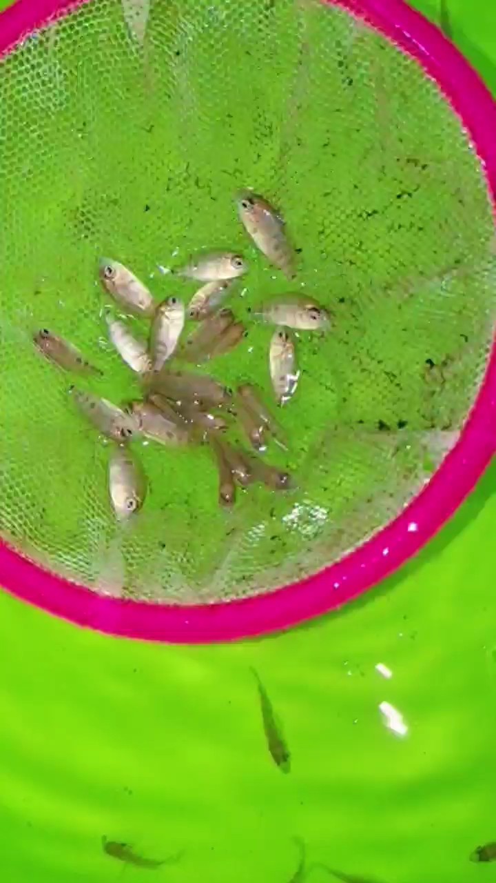 泰馬苗子