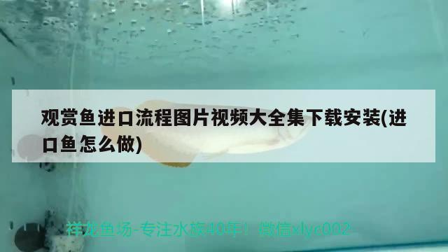 魚缸陽光照不到魚怎么辦視頻：魚缸照射不到太陽怎么辦