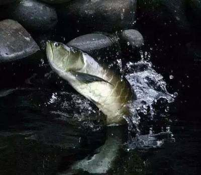 魟魚(yú)可以停食多久不吃東西了：魟魚(yú)可以停食多久