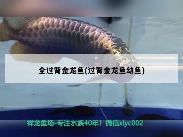 全過背金龍魚(過背金龍魚幼魚)