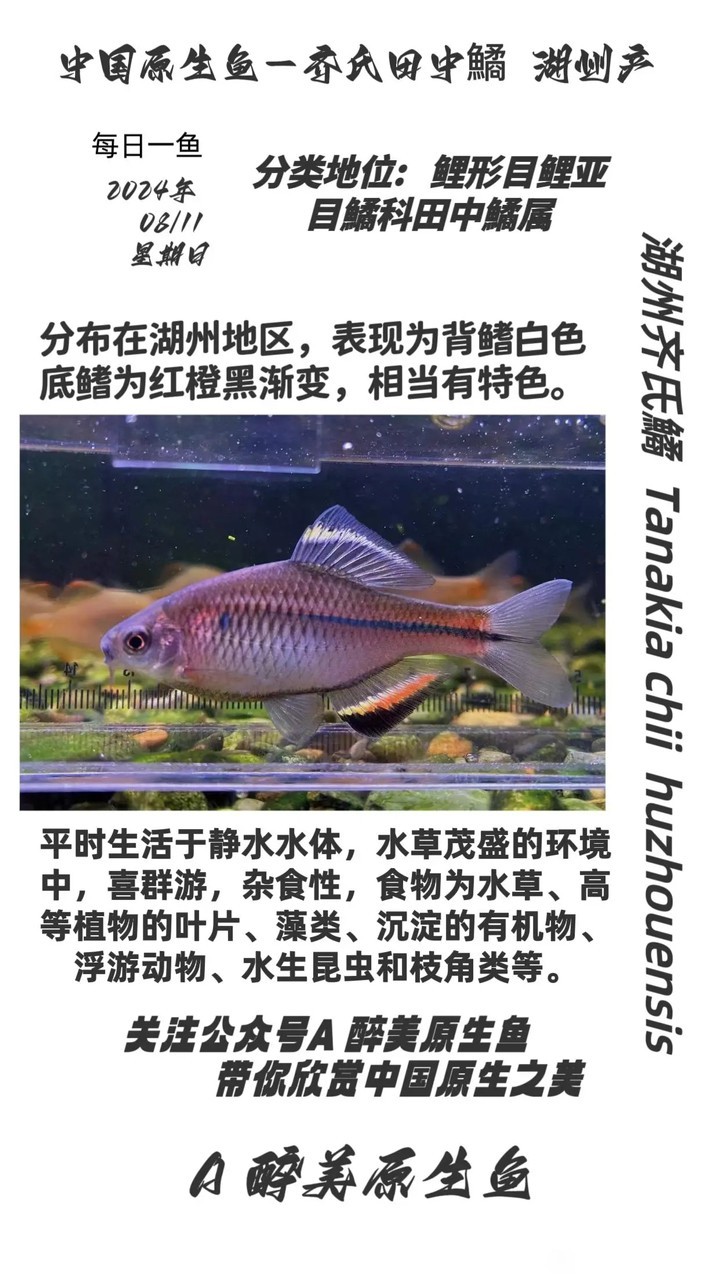 湖州齊氏鱊