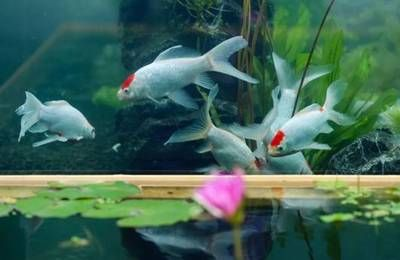 8mm玻璃能做魚缸多深：8mm厚的玻璃做魚缸用什么玻璃做魚缸用什么玻璃好