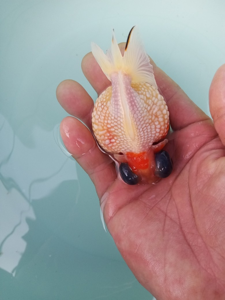 金魚小店