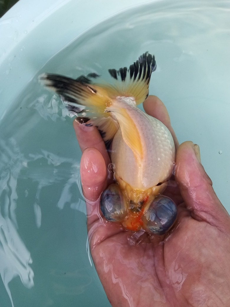 金魚小店
