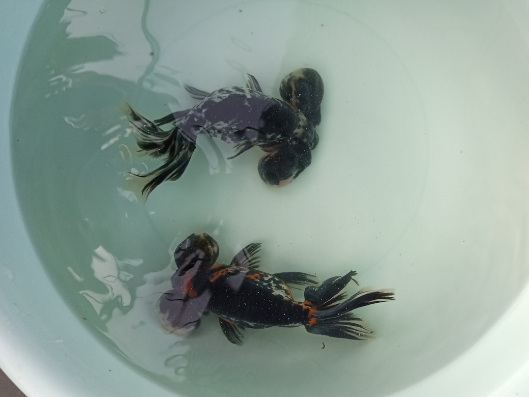 金魚小店