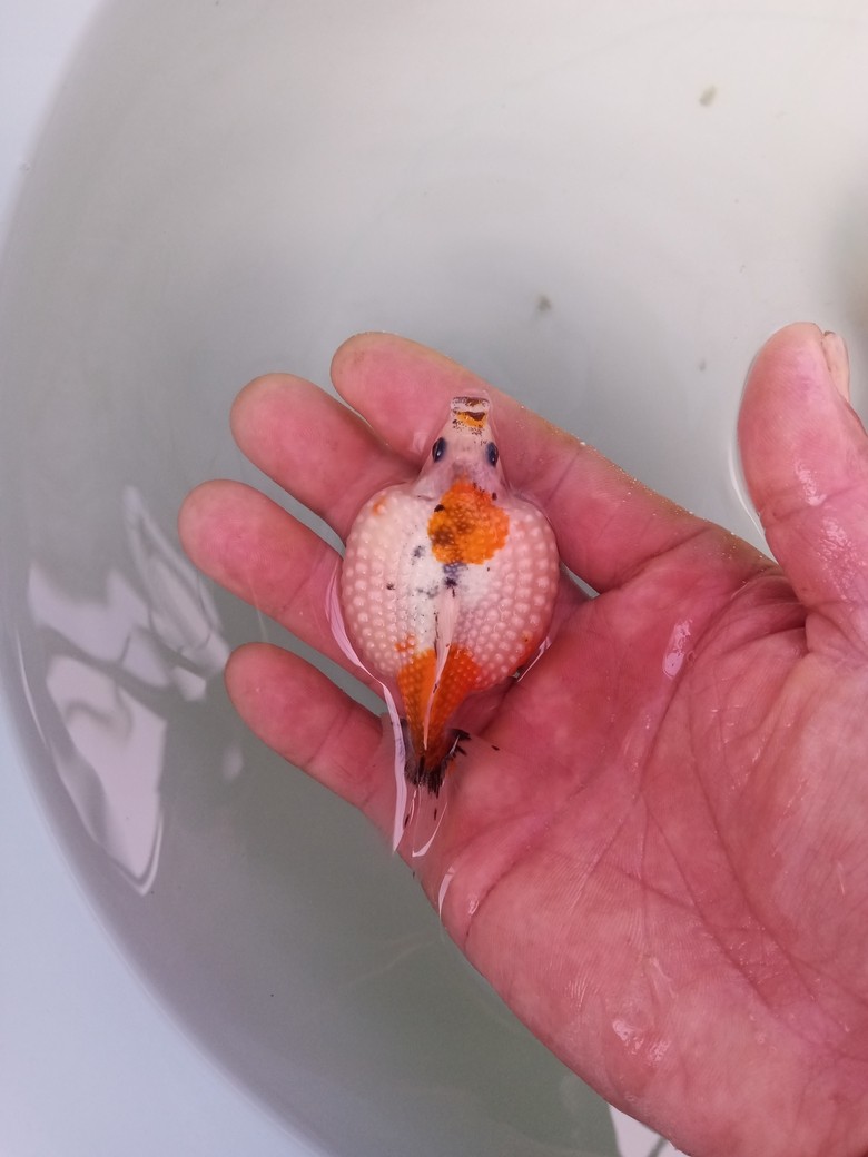 金魚小店