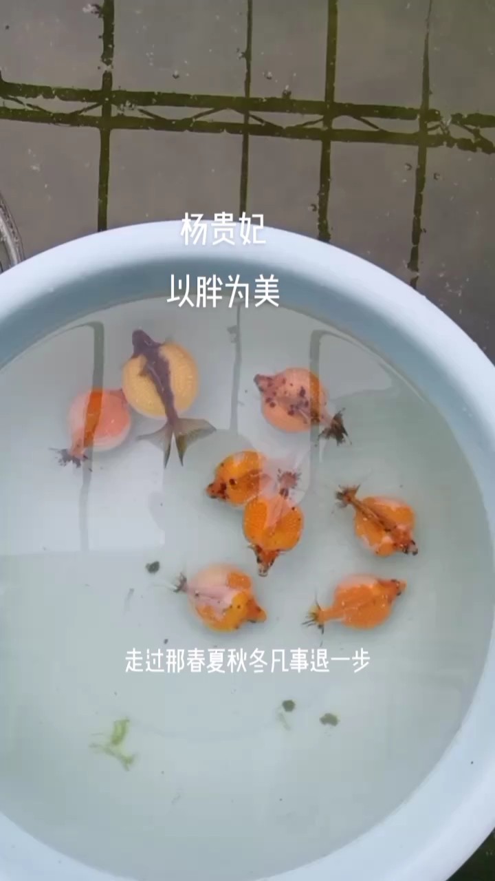 紅白珍珠 紅白珍珠 龍魚論壇