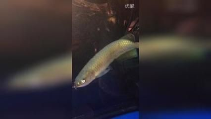 龍魚最怕什么魚：龍魚最怕什么魚類？